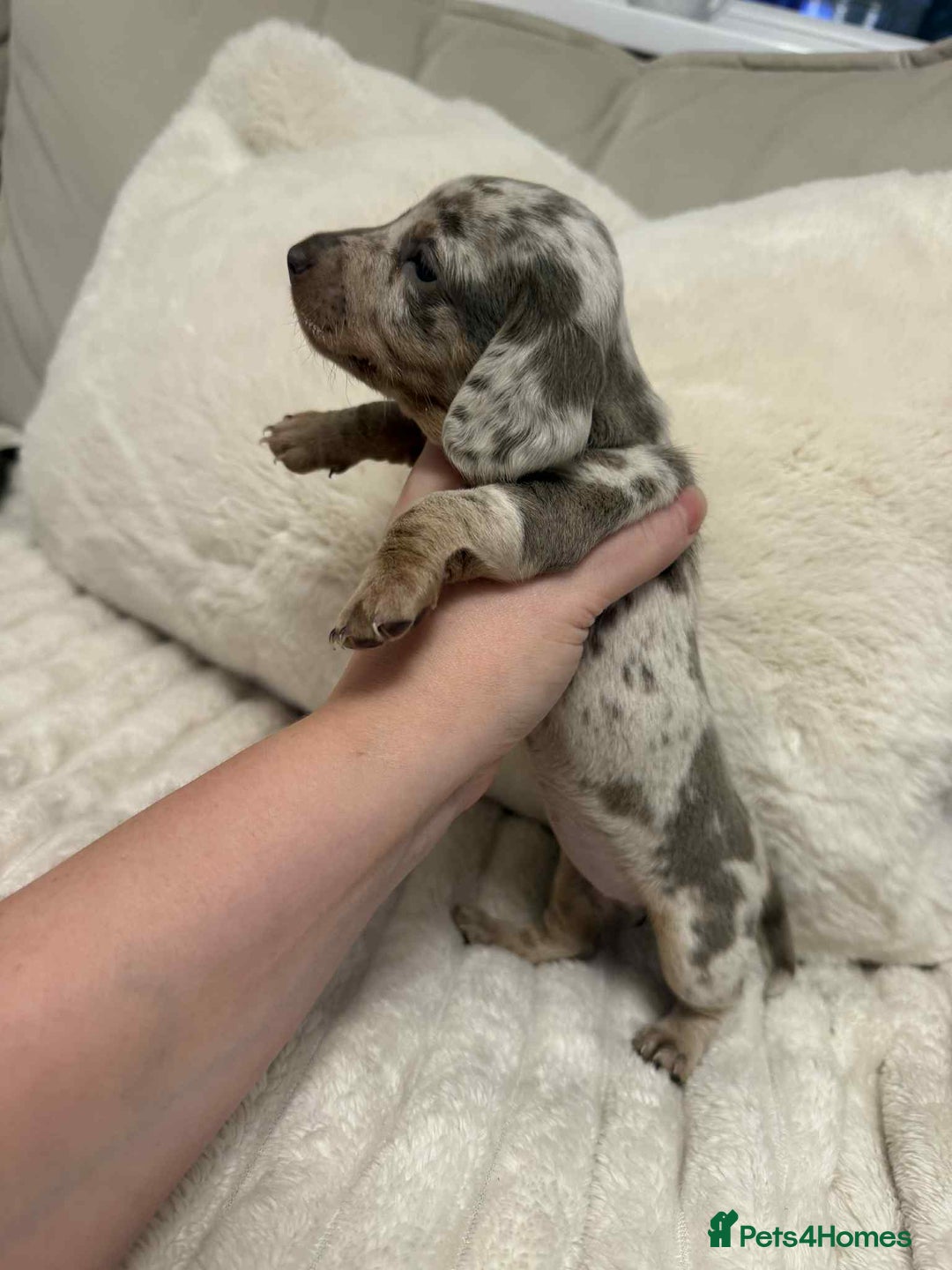 Miniature Dachshund dogs for sale: Miniature dachshunds  - Image 18