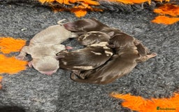 Miniature Dachshund dogs for stud: Isabella and Tan Stud in Sunderland - Image 13