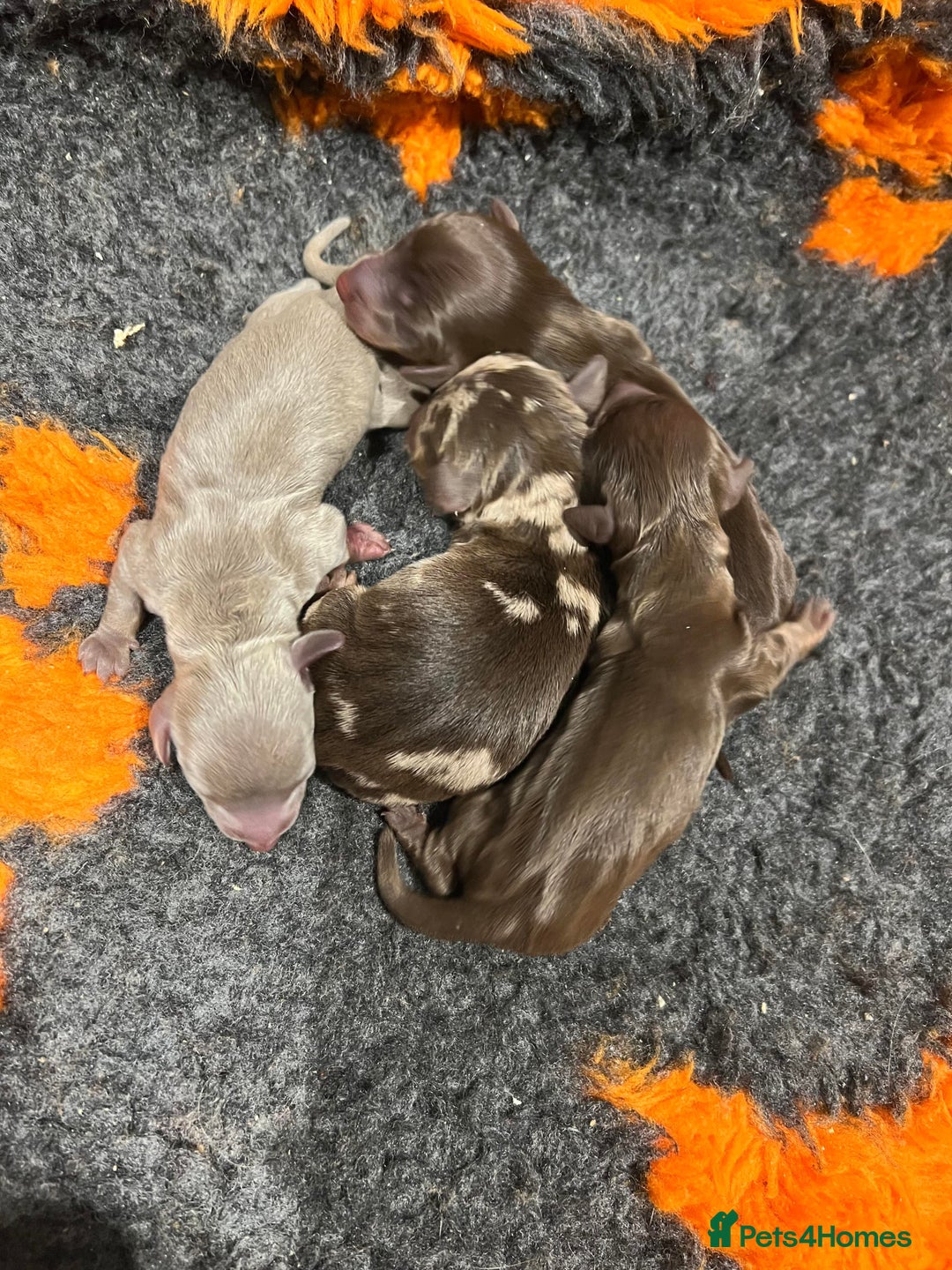 Miniature Dachshund dogs for stud: Isabella and Tan Stud in Sunderland - Image 13