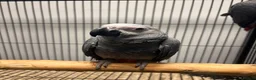 Mixed Breed birds for sale: Various Stunning Birds - Nationwide Delivery  in Newcastle upon Tyne - Advert 2