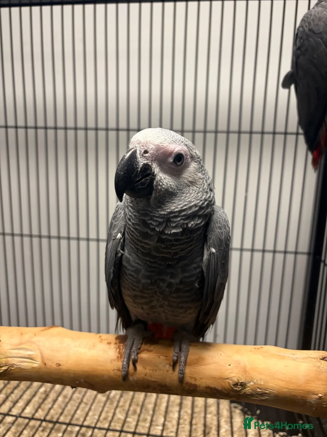 Mixed Breed birds for sale: Various Stunning Birds - Nationwide Delivery  in Newcastle upon Tyne - Advert 2