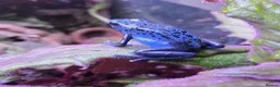 Frog reptiles for sale: Dendrobates tinctorius + full set up in Sheffield - Advert 4