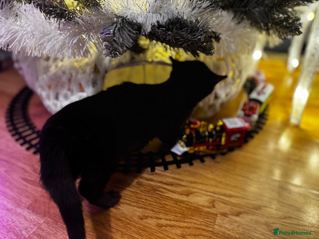 Egyptian Mau cats for sale: TICA REG SNOW SILVER & SMOKE EGYPTIAN MAU X BENGAL - Advert 8