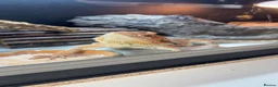 Bearded Dragon reptiles for sale: Bearded dragon for sale (ASAP) + vivarium/without - Advert 3