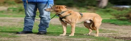 Mixed Breed dogs for adoption: Marvellous Moose - Advert 16