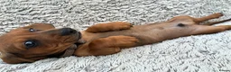 Miniature Dachshund dogs for sale: Only 1 Boy pup left  - Advert 9