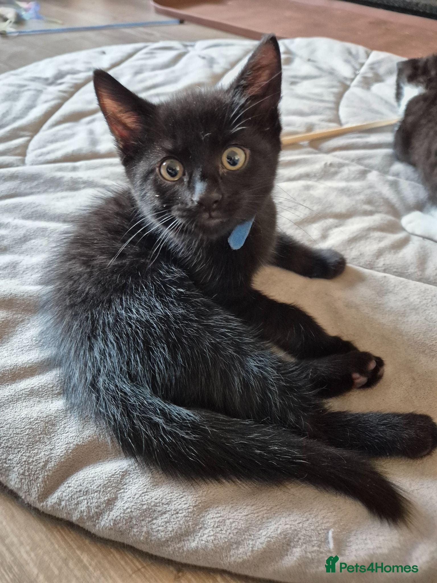 Mixed Breed cats Black male kitten, from a loving family home. - Advert 1