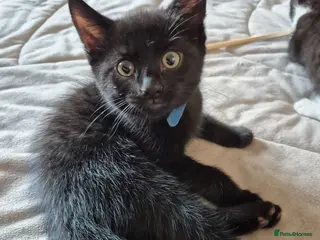 Mixed Breed cats Black male kitten, from a loving family home. - Advert 1