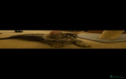 Bengal cats for sale: Elven Bengals - Image 9