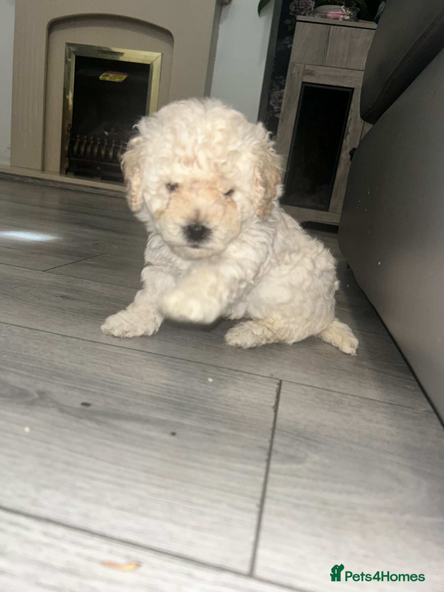 Cavapoochon dogs Exceptional Cavapoochon Boys – Elite Home-Bred - Advert 1