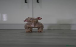 American Bully dogs for sale: Mirco bully- perfect and ready to go.  - Advert 17