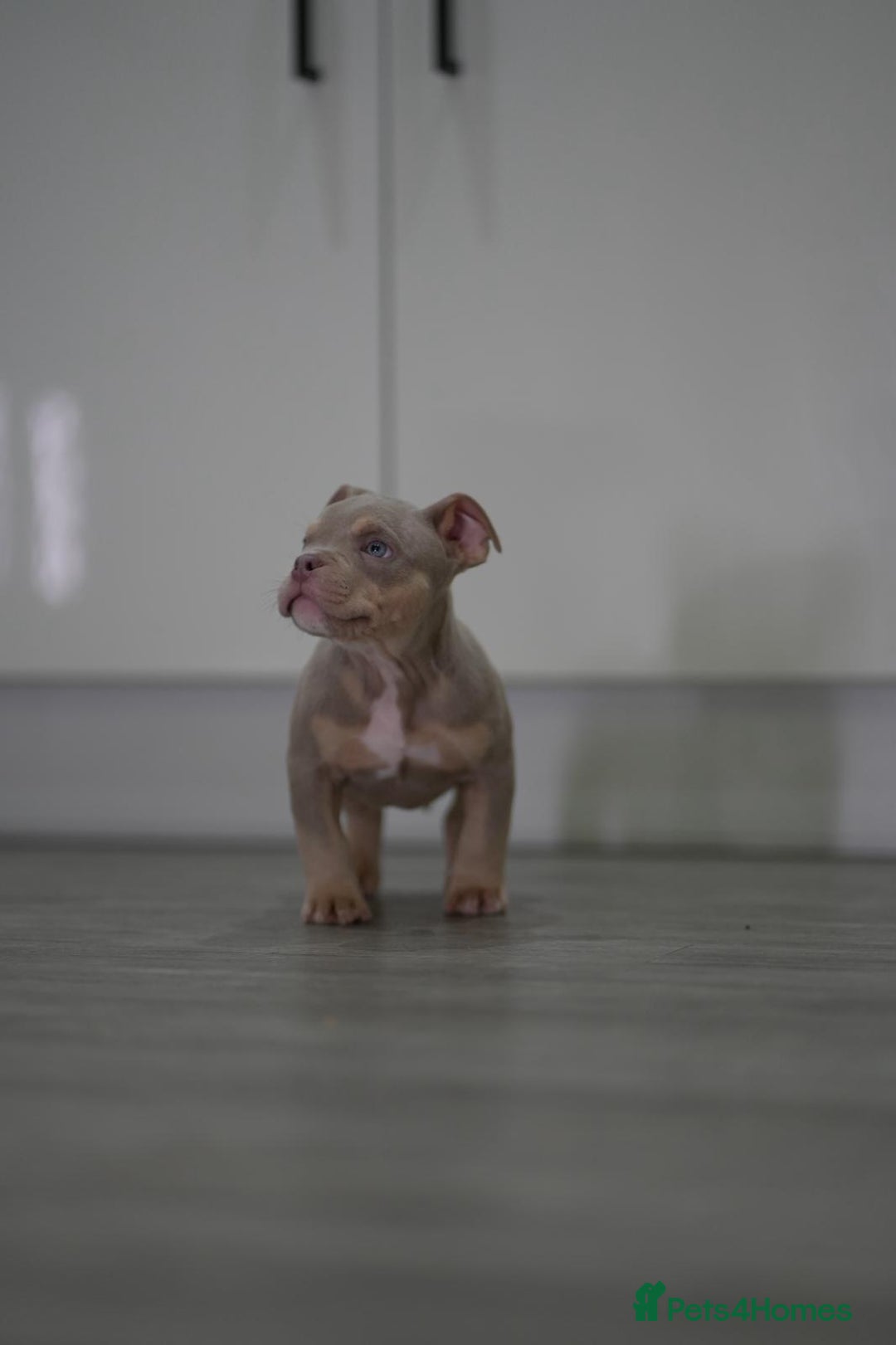 American Bully dogs for sale: Mirco bully- perfect and ready to go.  - Advert 17