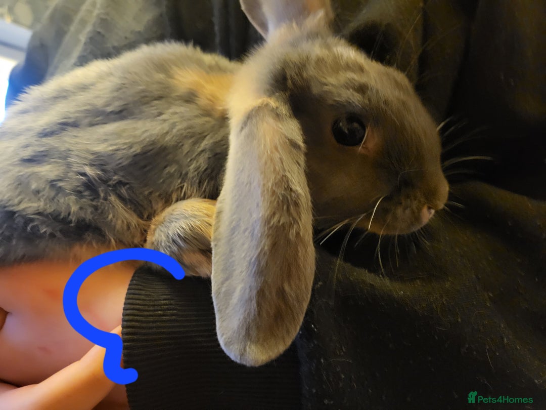 Mini Lop rabbits for sale: Lop rabbits looking for forever home - Advert 2
