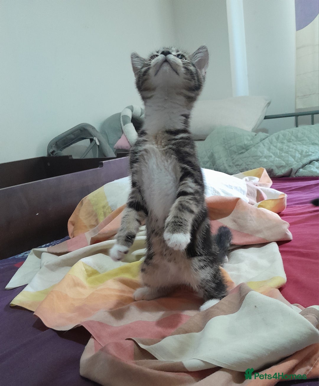 Mixed Breed cats for sale: 5 Beautiful gorgeous kittens 😺😼😻😸😹 - Image 7