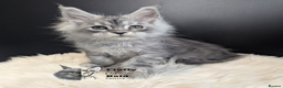 Maine Coon cats for sale: Outstanding siblings Russian bloodline  - Advert 11