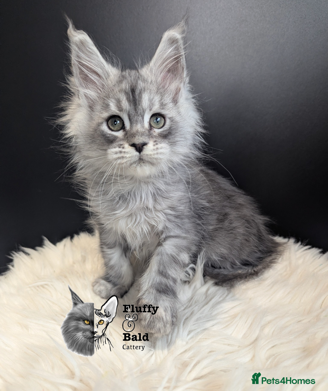 Maine Coon cats for sale: Outstanding siblings Russian bloodline  - Advert 11