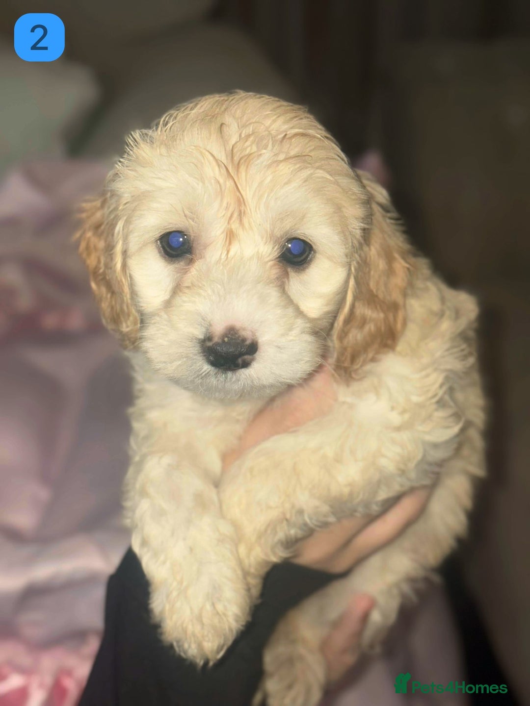 Cockapoo dogs for sale: Gorgeous F1B Cockapoo Puppies - Advert 2
