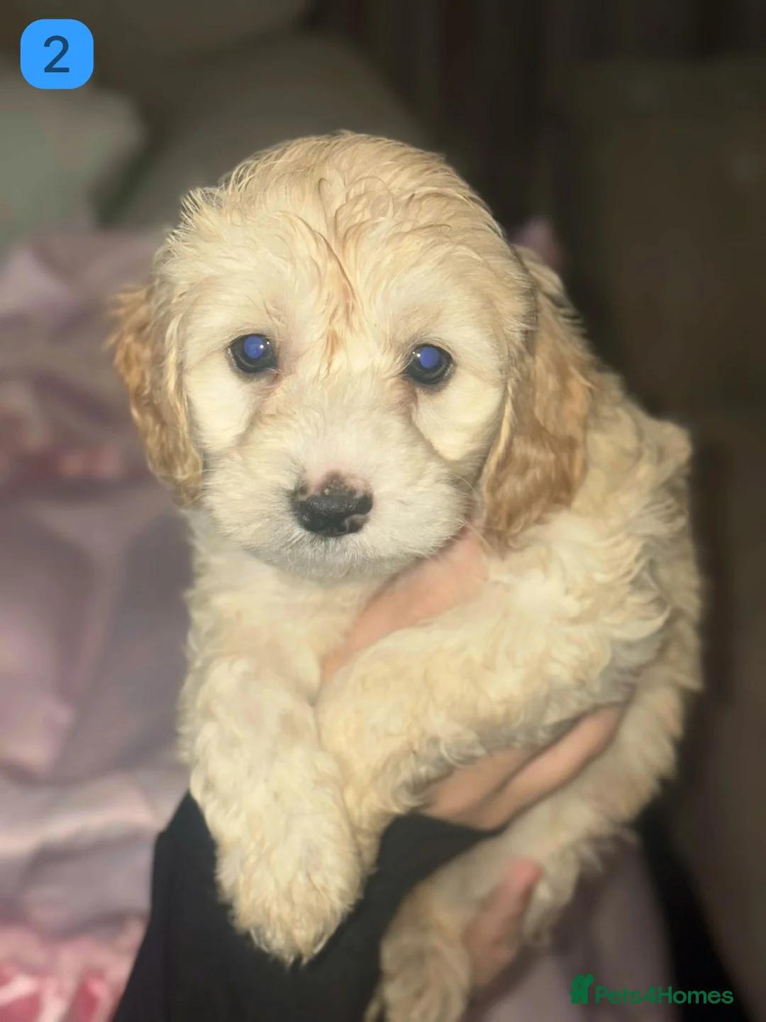 Cockapoo dogs for sale: Gorgeous F1B Cockapoo Puppies - Advert 2