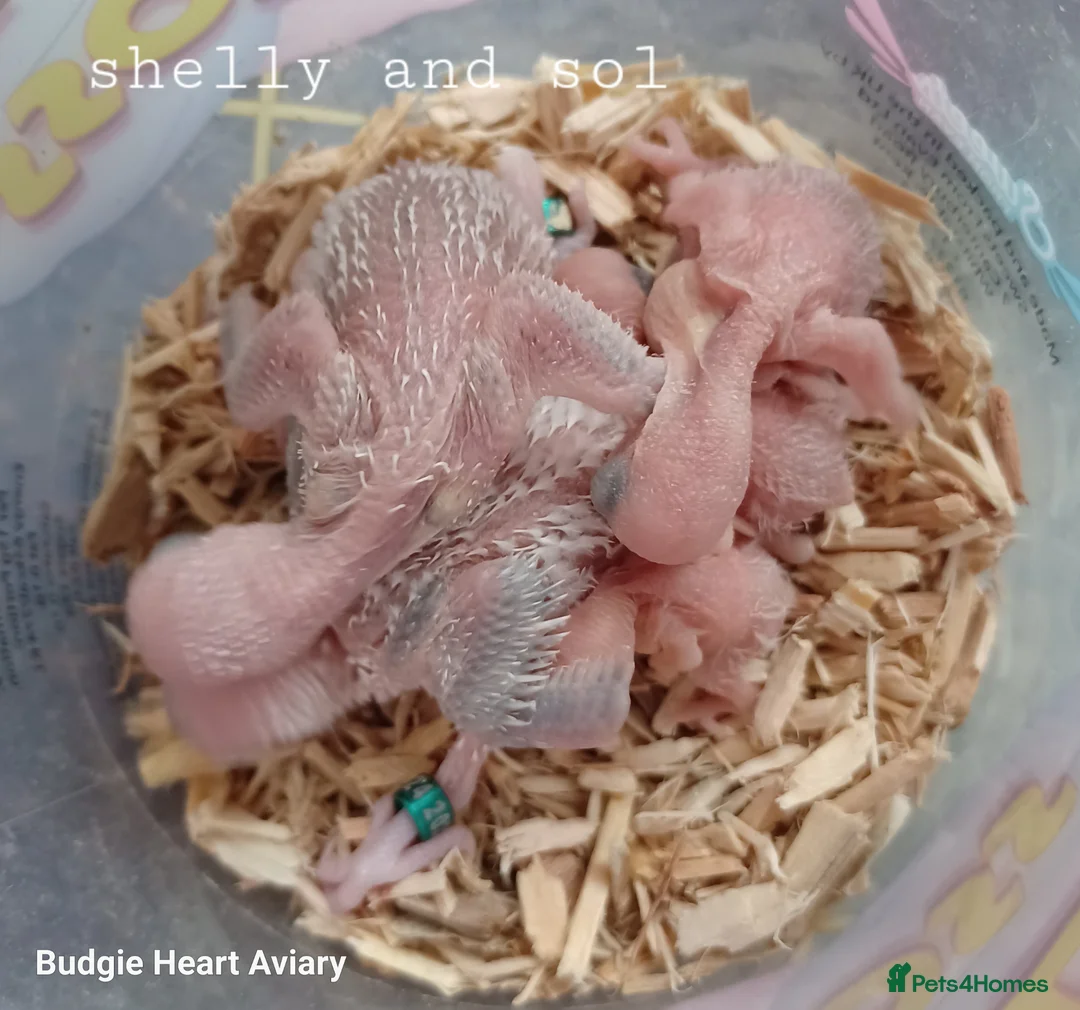 Budgerigars birds for sale: Hobby budgie breeder- waiting list open in Kidwelly - Advert 11