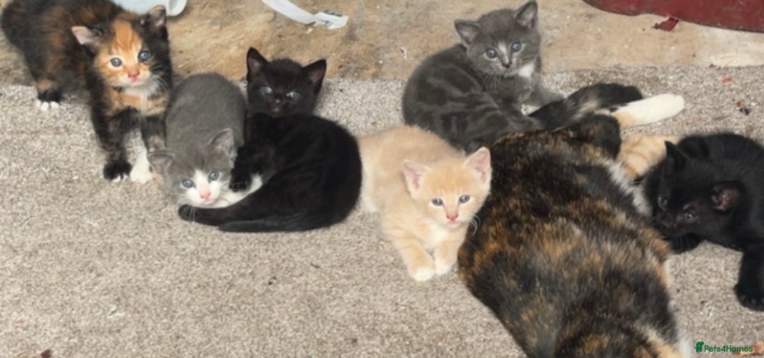 Mixed Breed cats for sale: 2 black kittens available £60!!! - Image 6