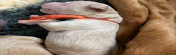 Cocker Spaniel dogs for sale: Stunning cocker spaniel pups  - Advert 7