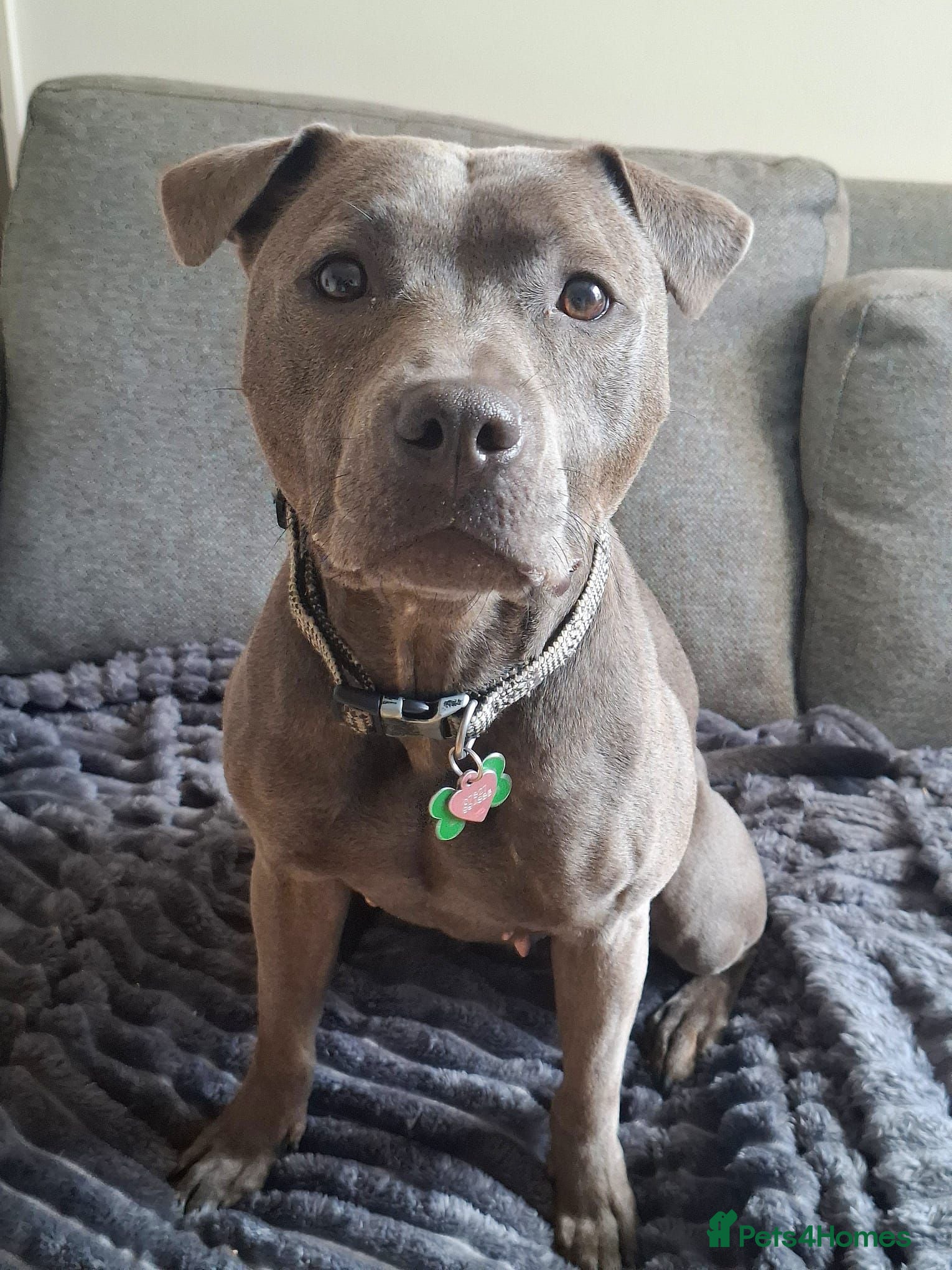 Staffordshire Bull Terrier dogs Female Staffy looking for her forever home.  - Advert 8