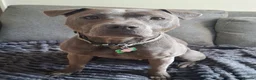Staffordshire Bull Terrier dogs for sale: Female Staffy looking for her forever home.  in Hitchin - Advert 1