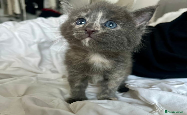 Mixed Breed cats - Advert 16