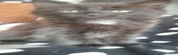 Mixed Breed cats for sale: Cute kittens  in Southsea - Advert 4