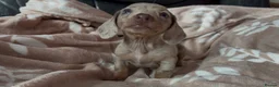 Miniature Dachshund dogs for sale: Beautiful miniature dachshund puppies  - Advert 37