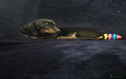 Miniature Dachshund dogs for sale: Miniature Dauchund puppy Ready to leave  - Image 15