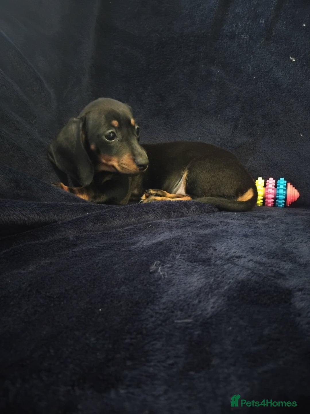 Miniature Dachshund dogs for sale: Miniature Dauchund puppy Ready to leave  - Image 15
