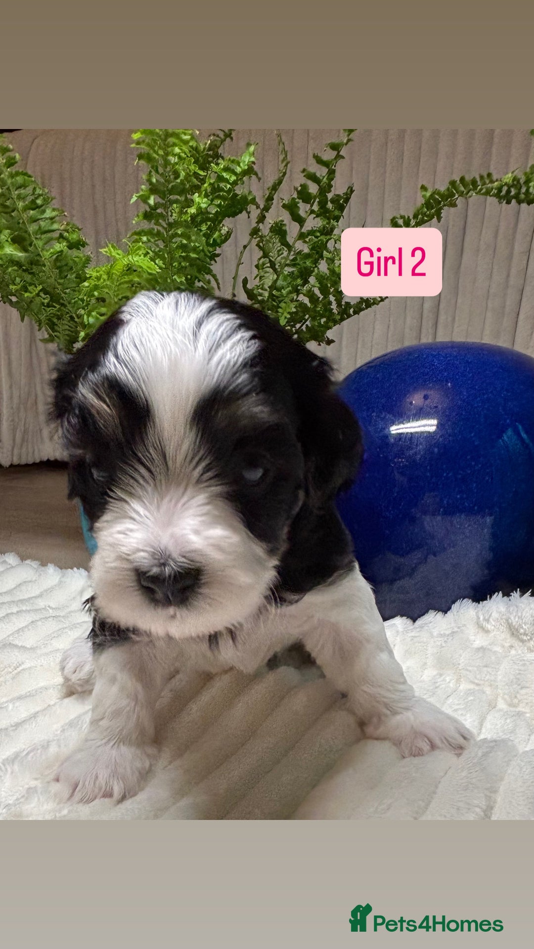 Havanese dogs for sale: 9 Beautiful Havanese Pedigree Puppies  - Advert 26