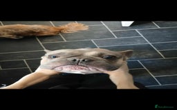 French Bulldog dogs for sale: In need of his forever home. 🏠  - Image 3
