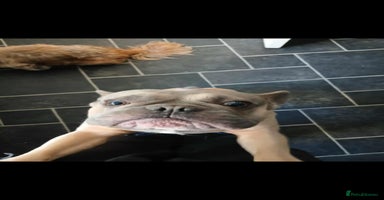 French Bulldog dogs - Advert 11