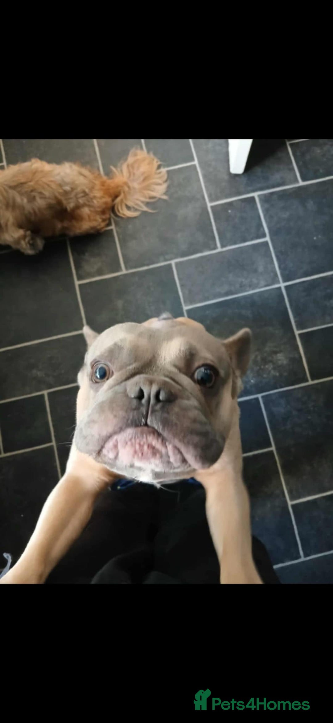 French Bulldog dogs for sale: In need of his forever home. 🏠  - Image 3