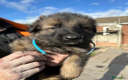 German Shepherd dogs for sale: Beautiful Litter of German Shepherd Puppies - Image 26