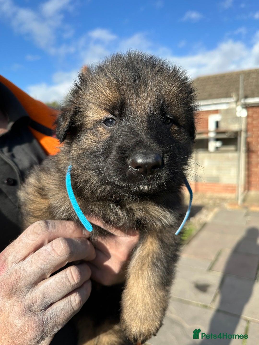 German Shepherd dogs for sale: Beautiful Litter of German Shepherd Puppies - Image 26