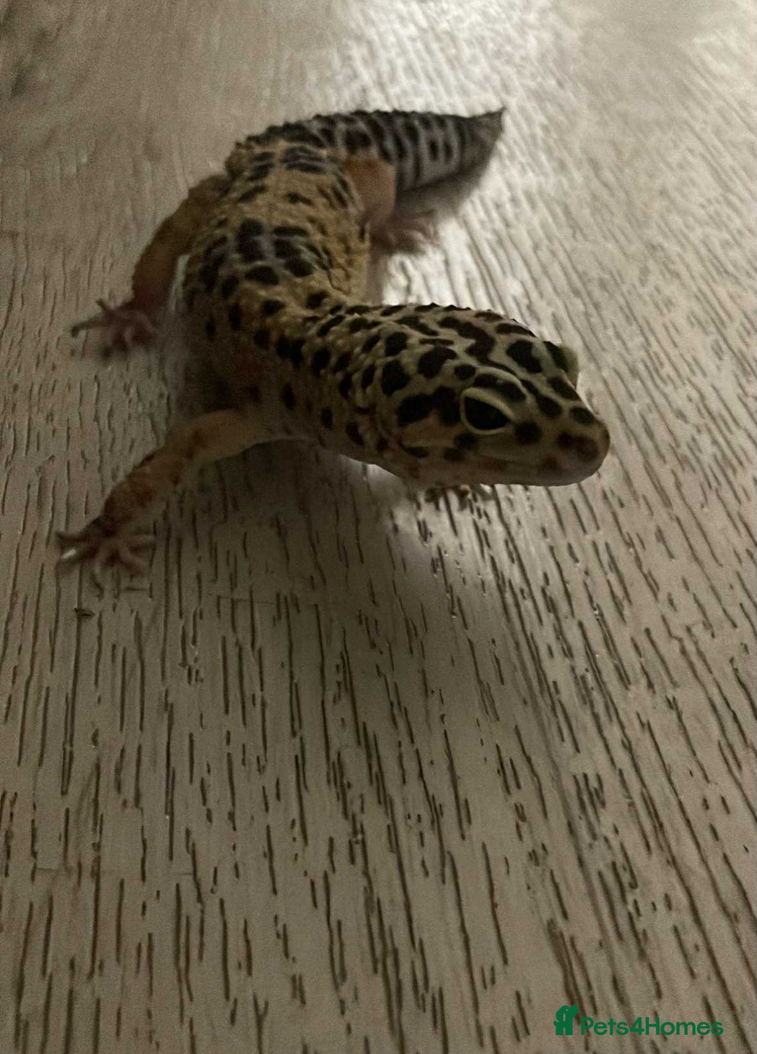 Leopard Gecko reptiles for sale: leopard gecko 5 years old - Advert 1