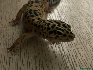 Leopard Gecko reptiles leopard gecko 5 years old - Advert 1