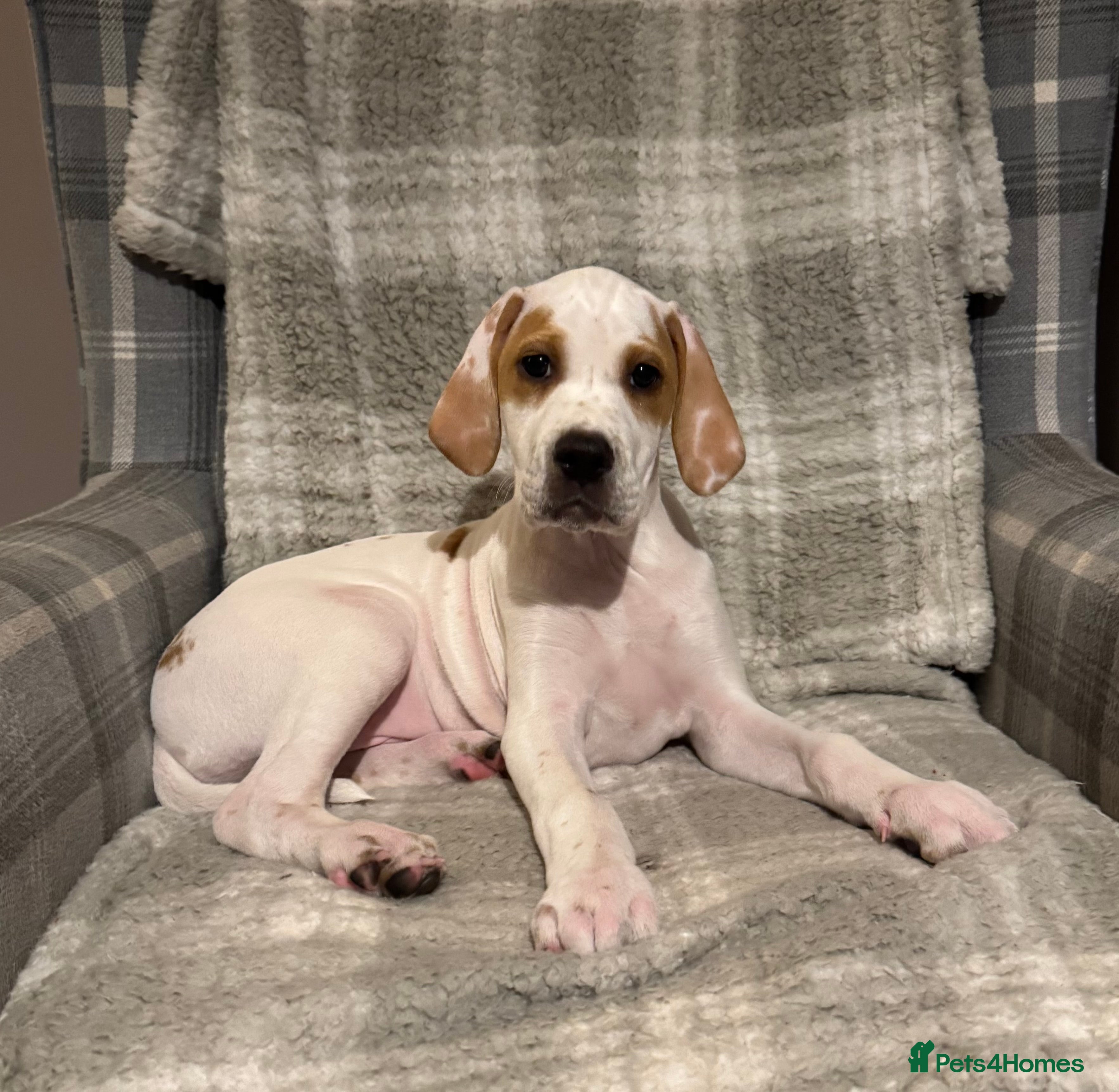 Pointer dogs Beautiful Pointer puppies available.  - Advert 6