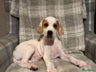 Pointer dogs Beautiful Pointer puppies available. - Advert 2