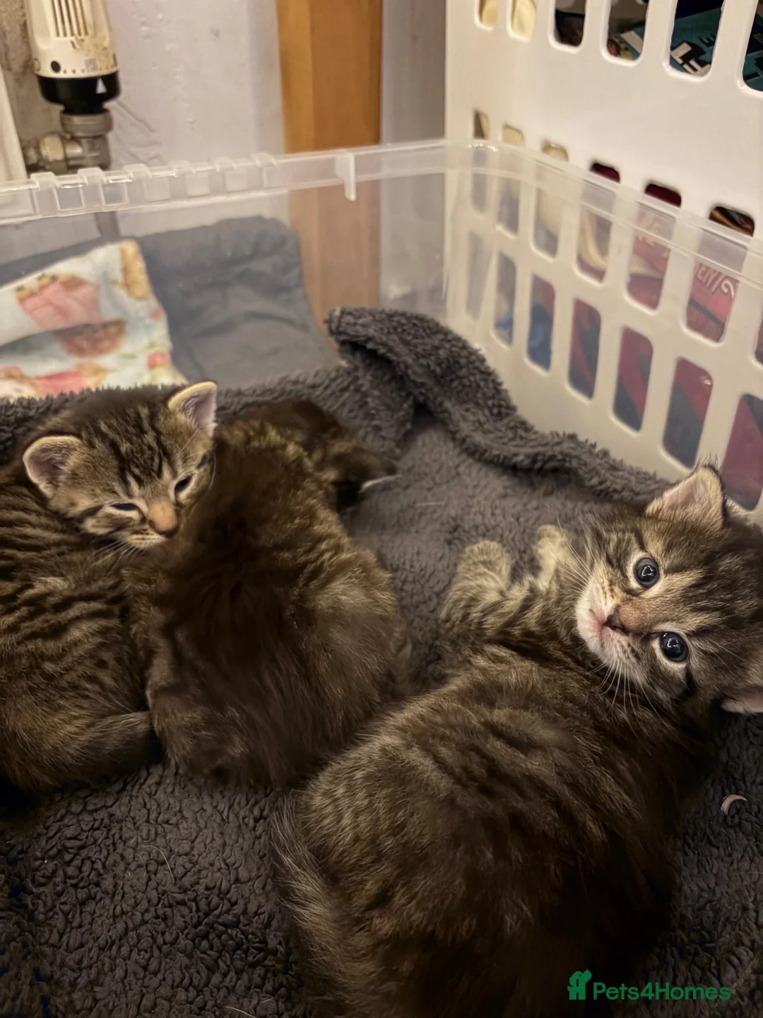 Mixed Breed cats for sale: Beautiful boys needing homes  - Advert 2