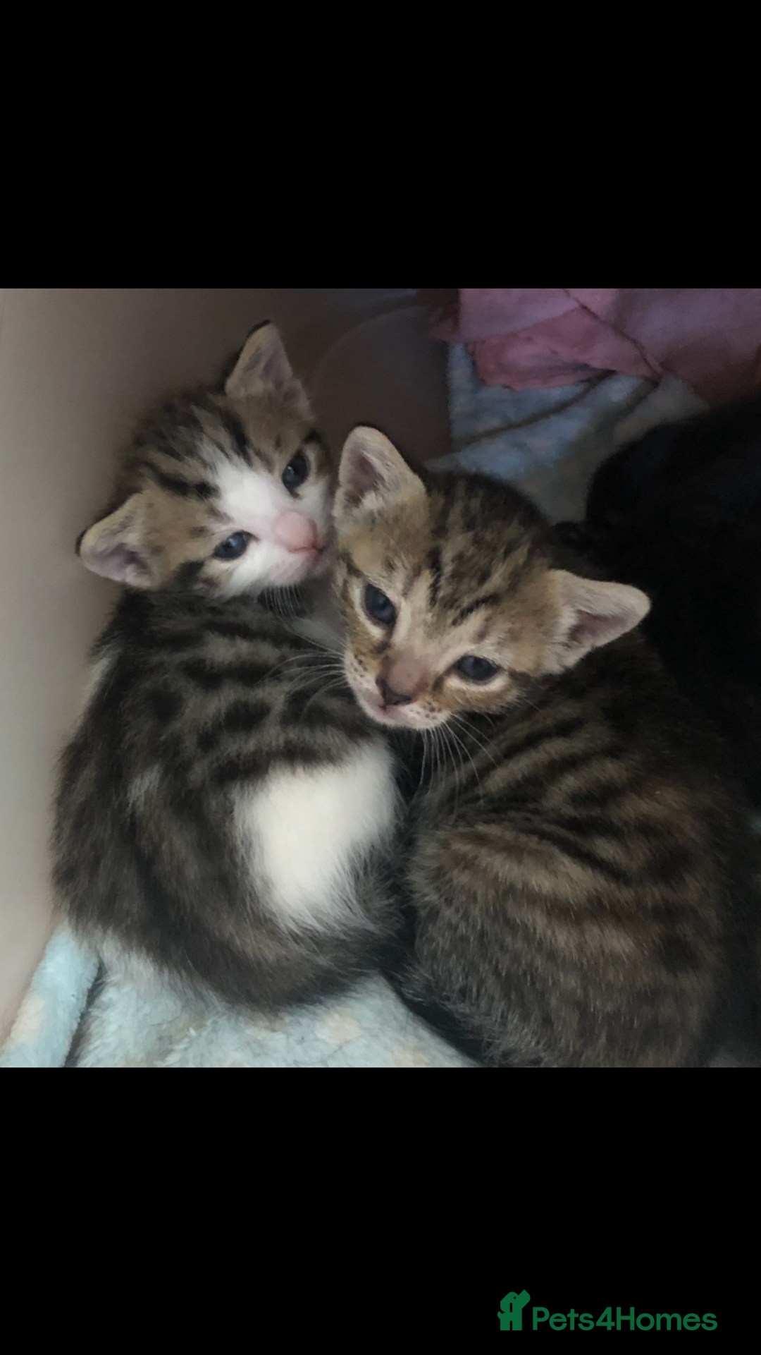 Mixed Breed cats for sale: Beautiful maine Coon x kittens ready in 3 weeks 🥰 - Image 3