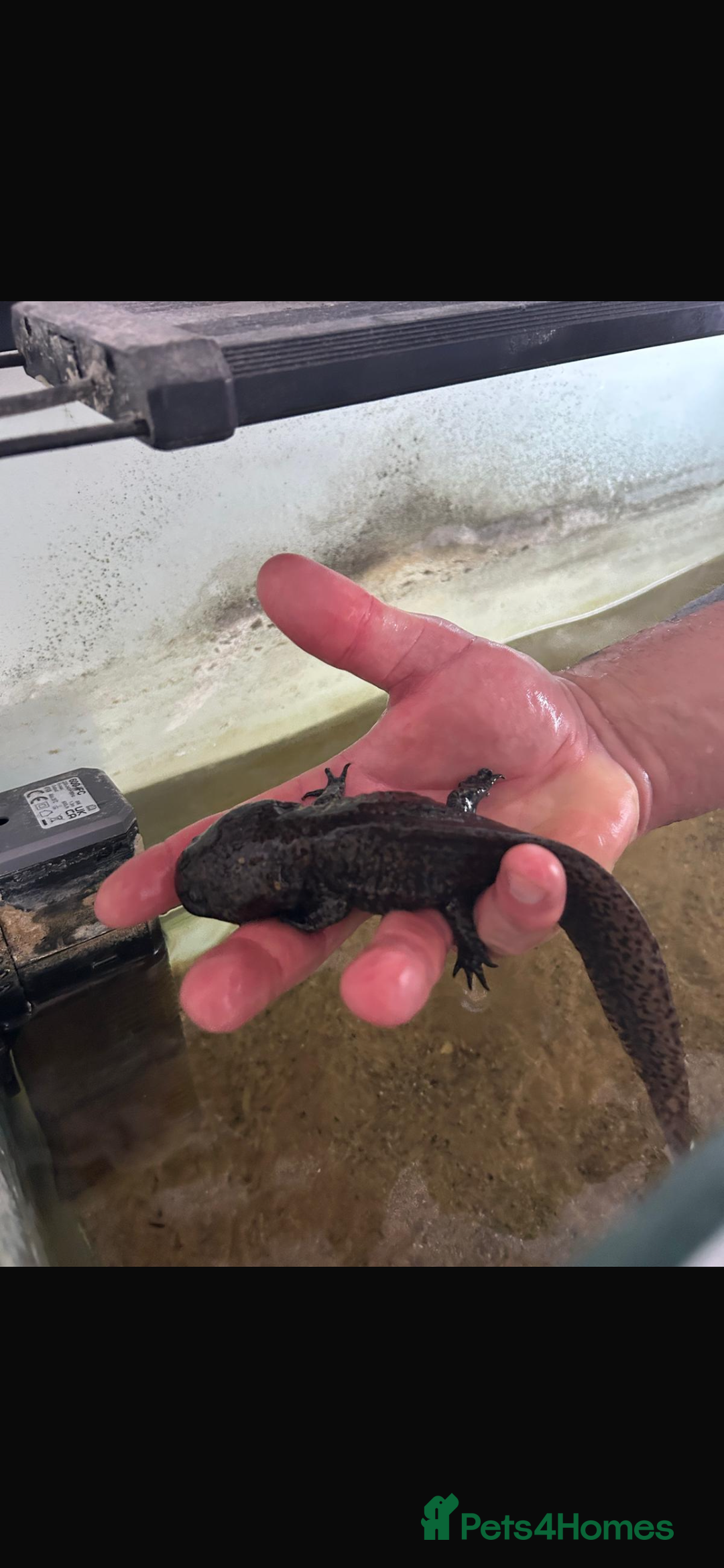 Other/Mixed Breed fish for sale: Axolotl “mexican walking fish” - Advert 1