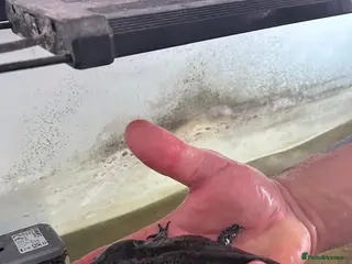 Other/Mixed Breed fish Axolotl “mexican walking fish” - Advert 12