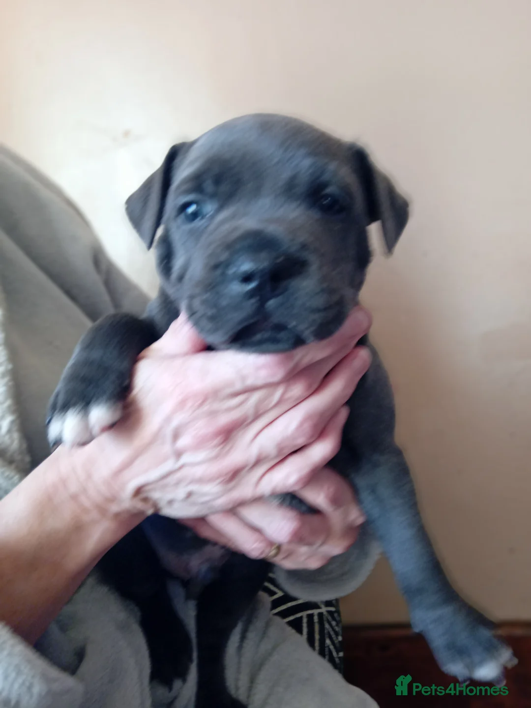 Staffordshire Bull Terrier dogs for sale: KC reg blue Staffordshire bull terrior  - Advert 6