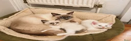Ragdoll cats for sale: Flame point ragdoll boy  - Advert 9