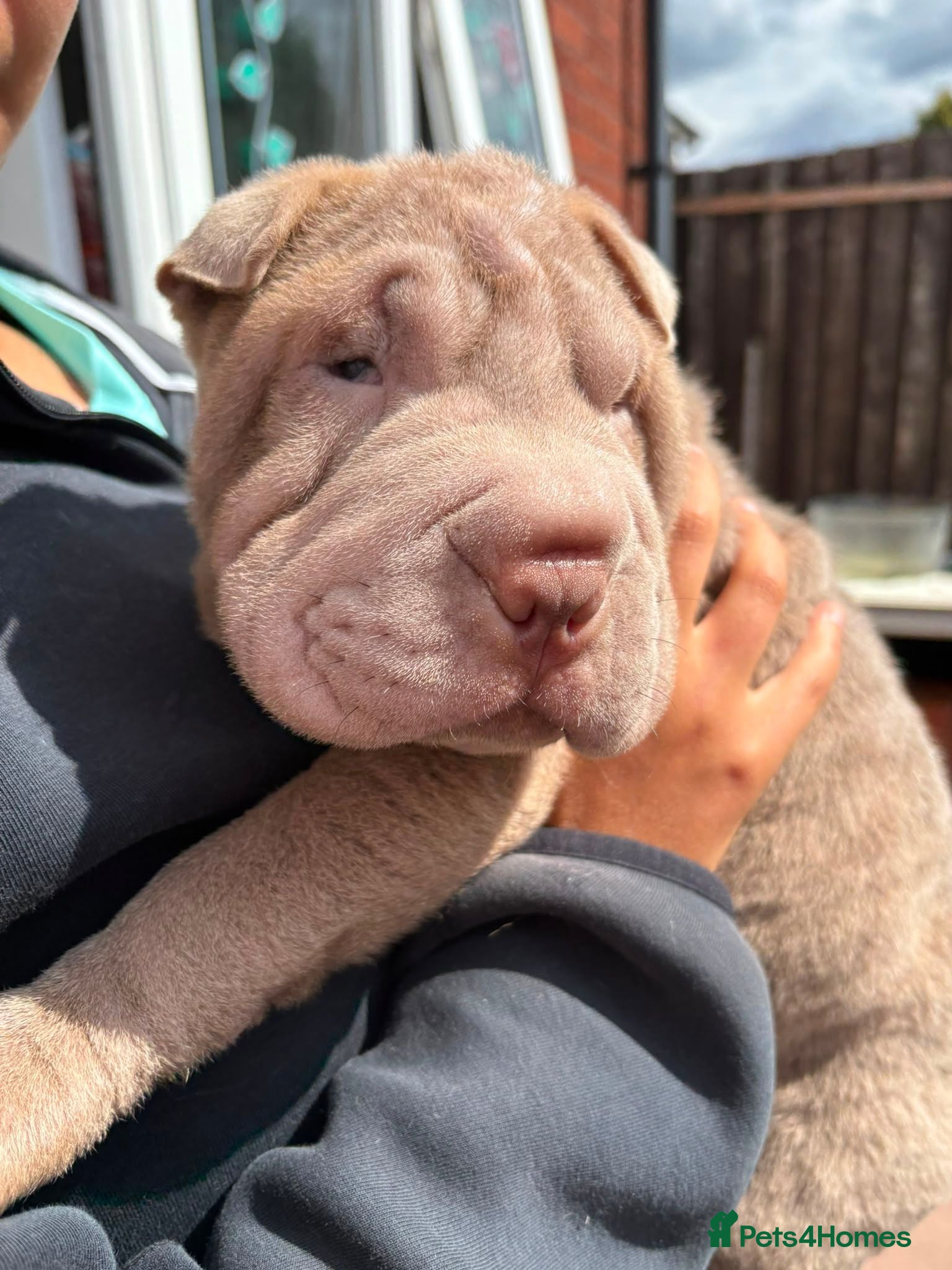 Shar Pei dogs Onky 3 left Ready to leave now! KC registered  - Advert 1