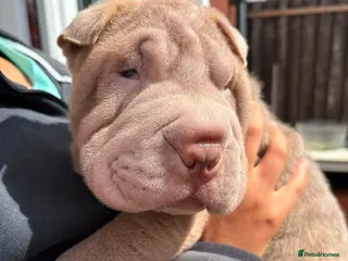 Shar Pei dogs Onky 3 left Ready to leave now! KC registered - Advert 3
